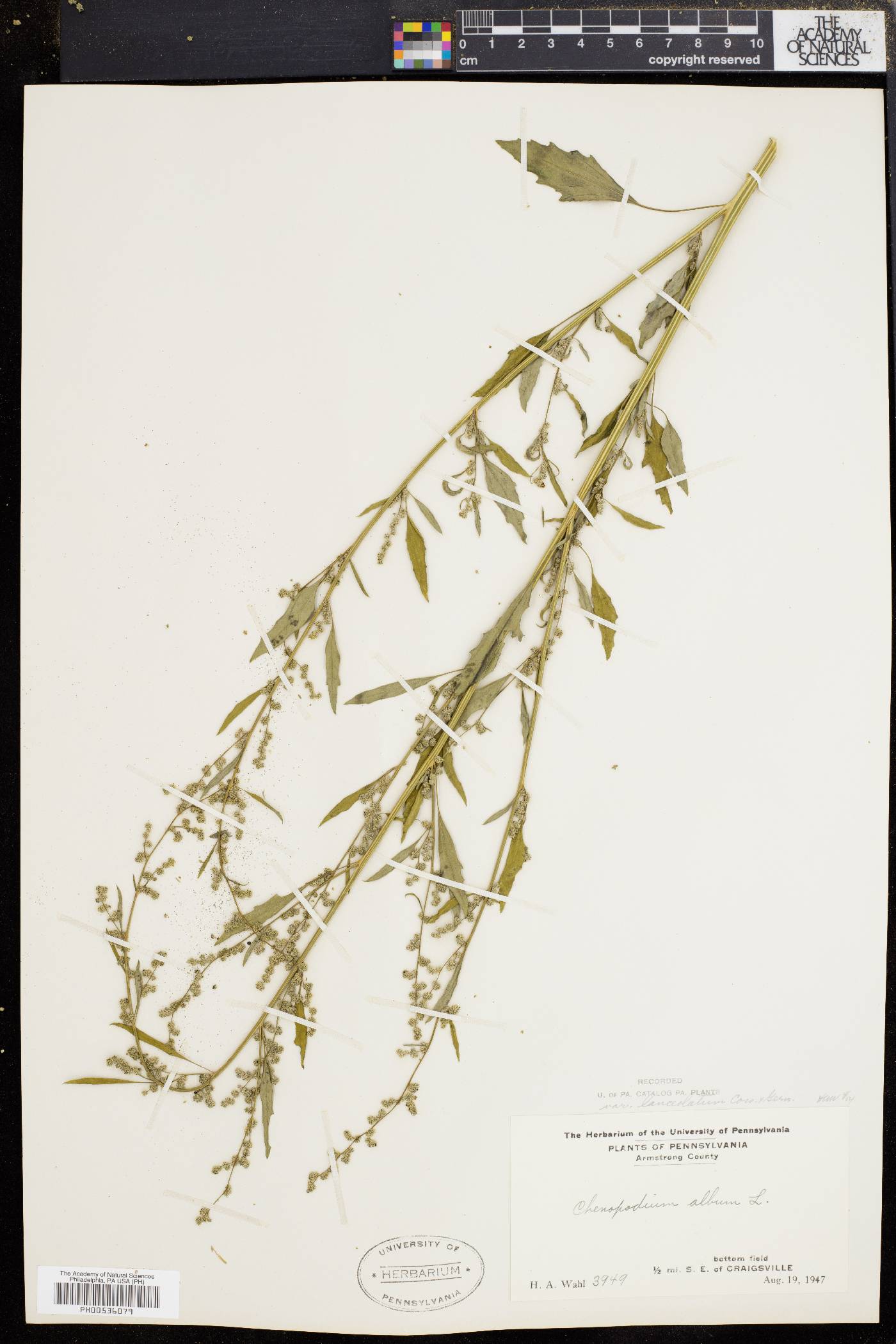 Chenopodium album var. album image