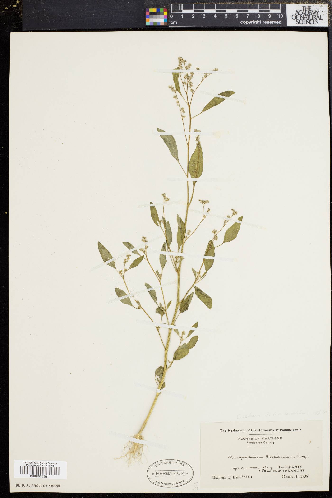Chenopodium album var. album image