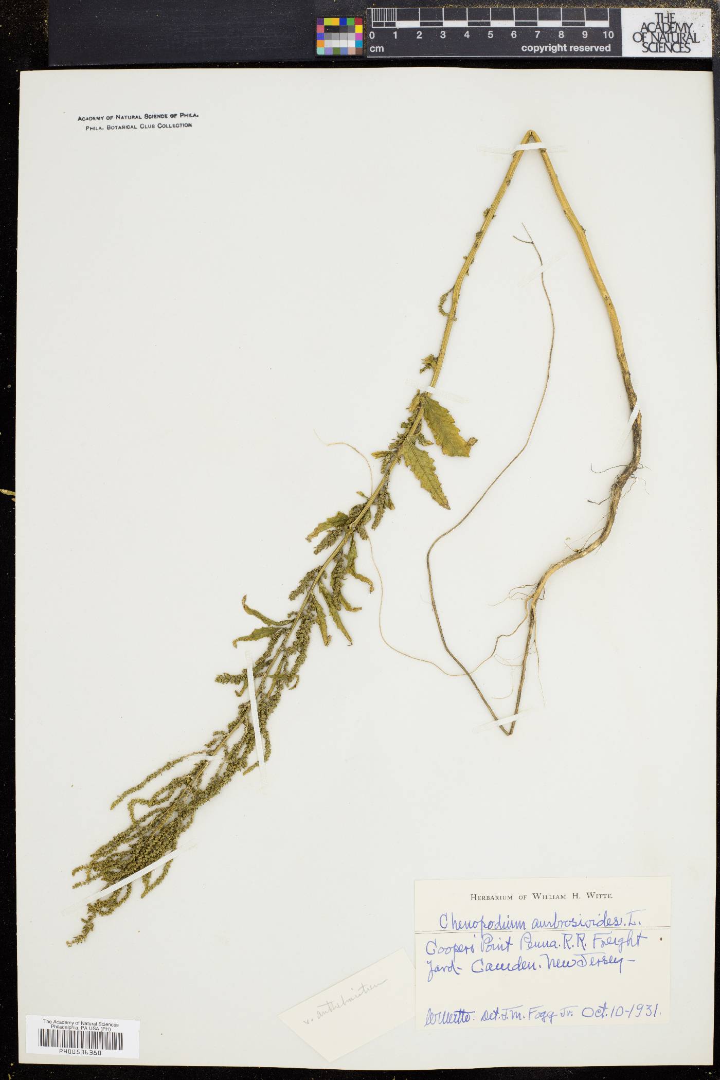 Dysphania anthelmintica image