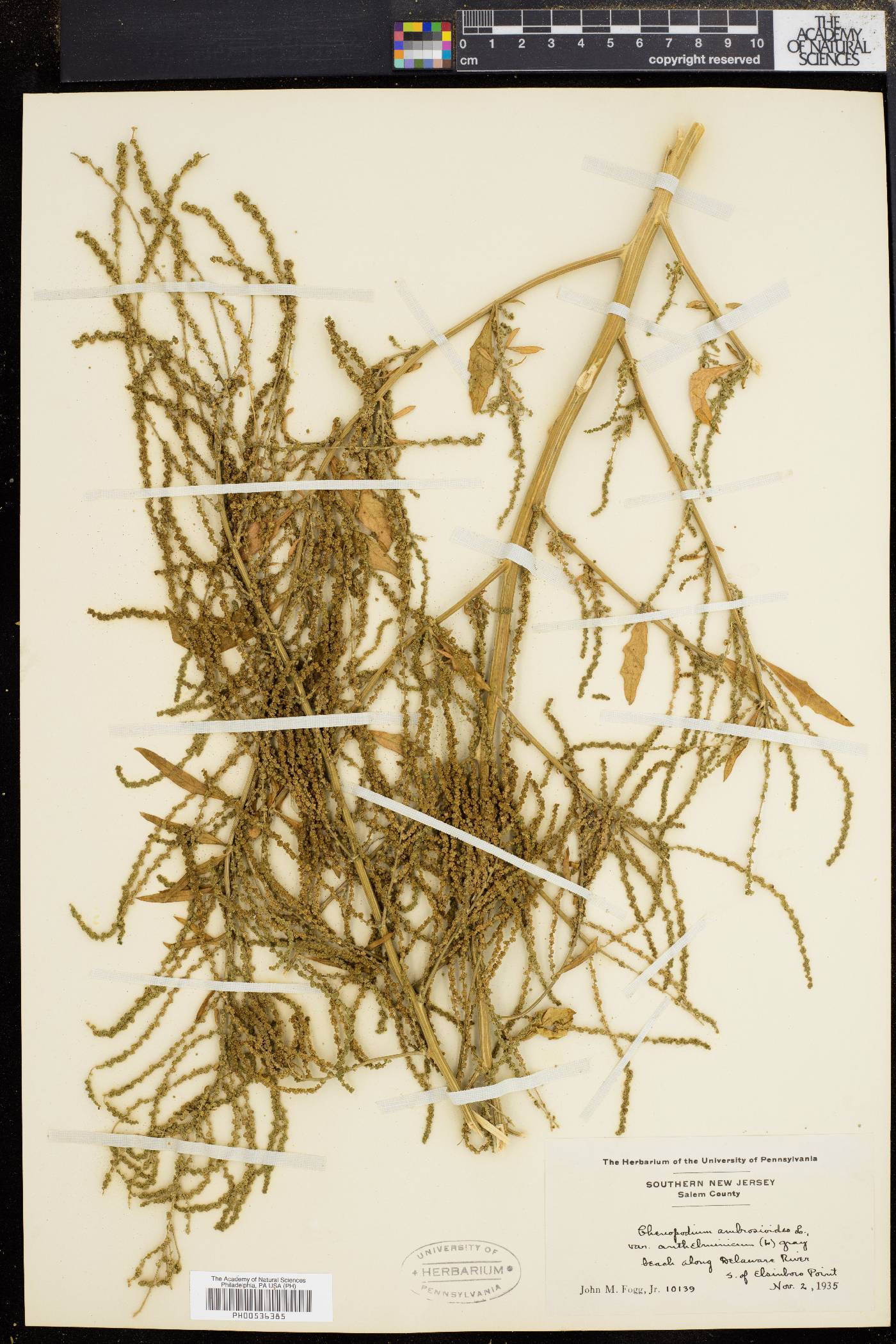 Dysphania anthelmintica image