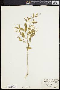 Chenopodium boscianum image