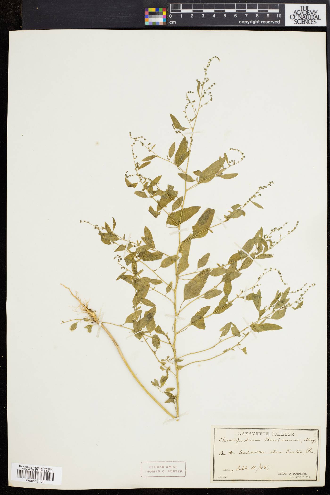 Chenopodium boscianum image