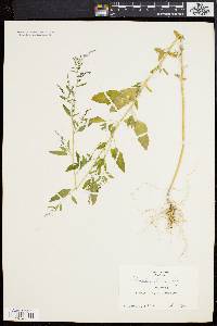 Chenopodium boscianum image