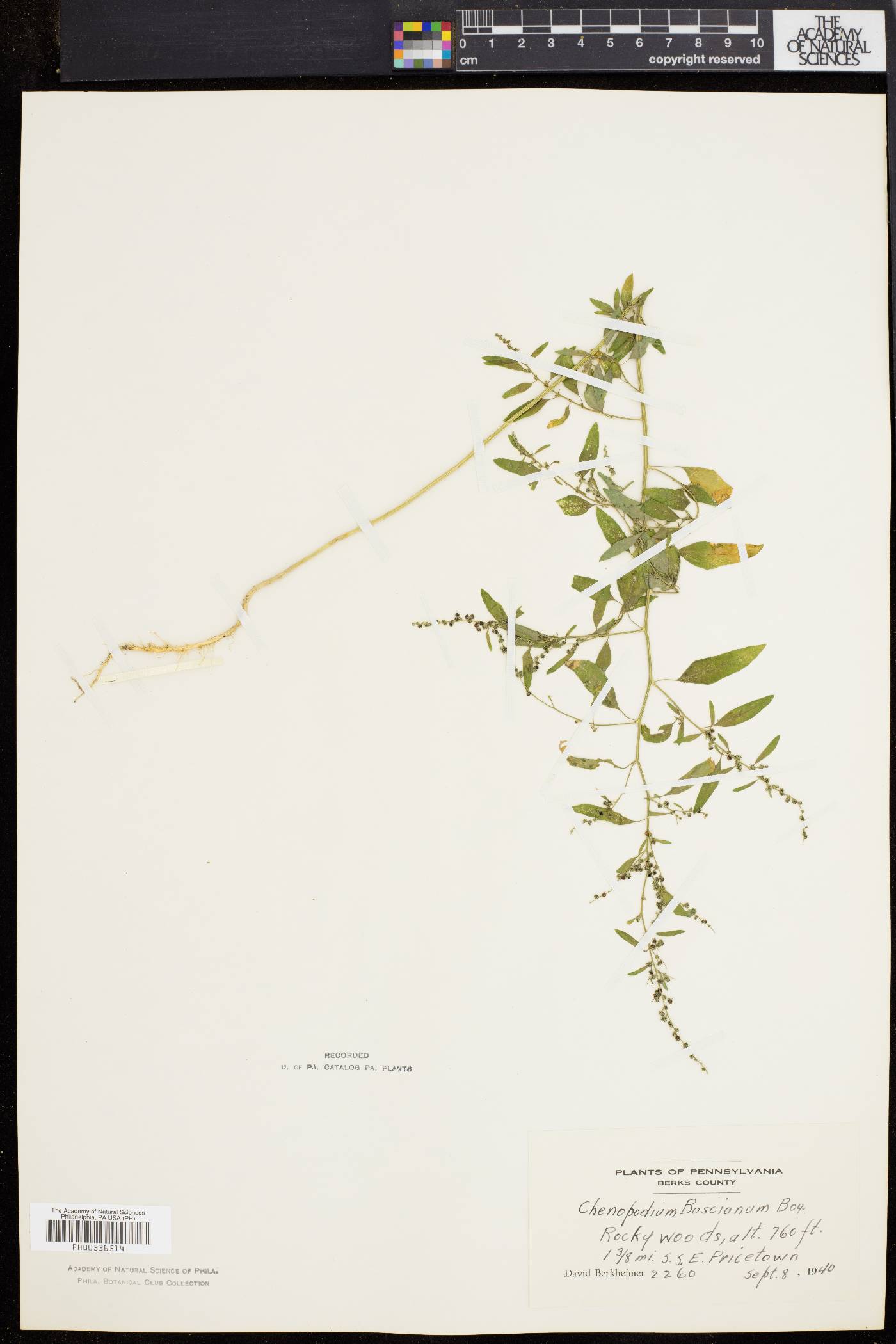 Chenopodium boscianum image