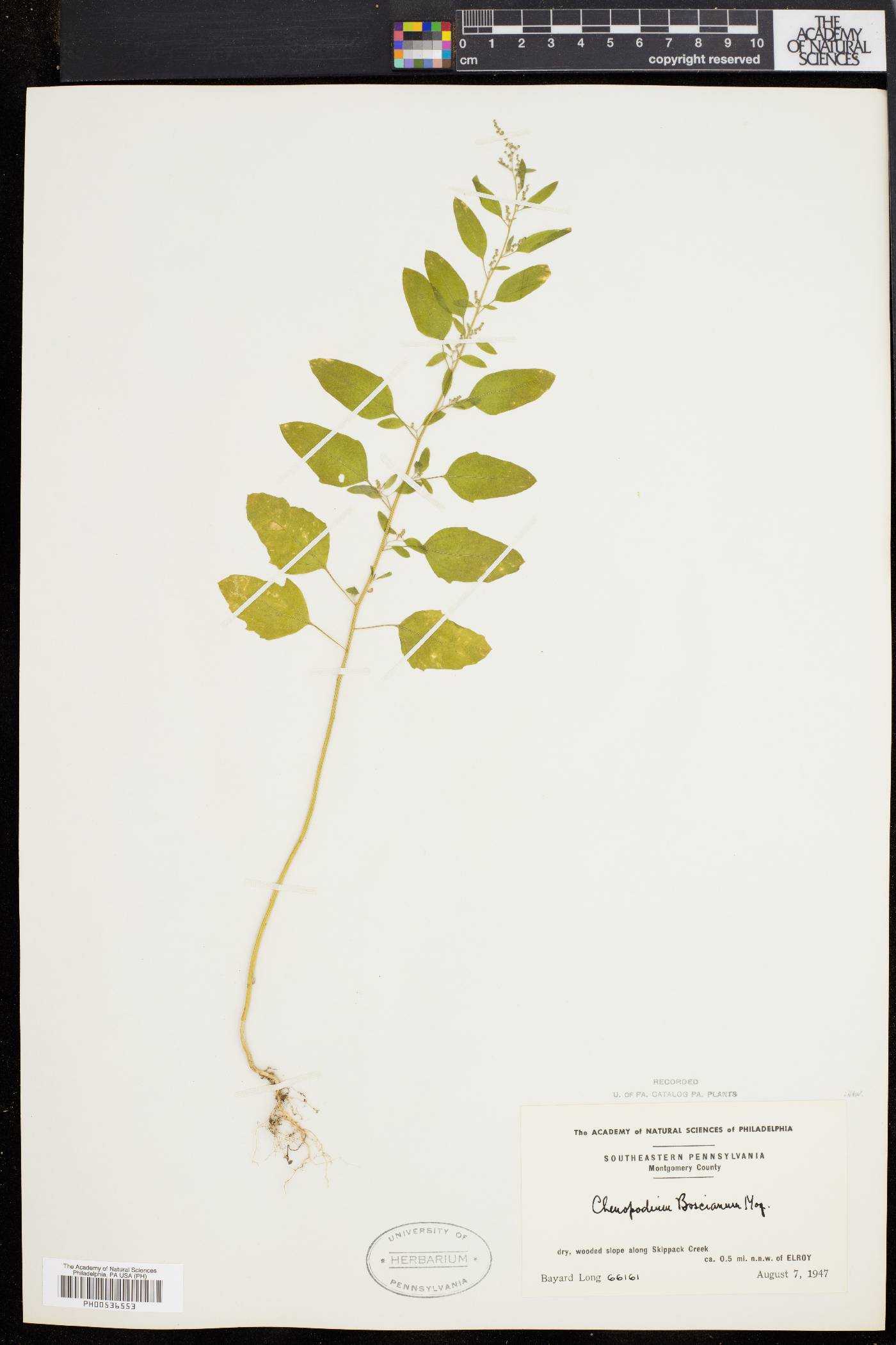 Chenopodium boscianum image