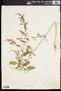 Chenopodium boscianum image