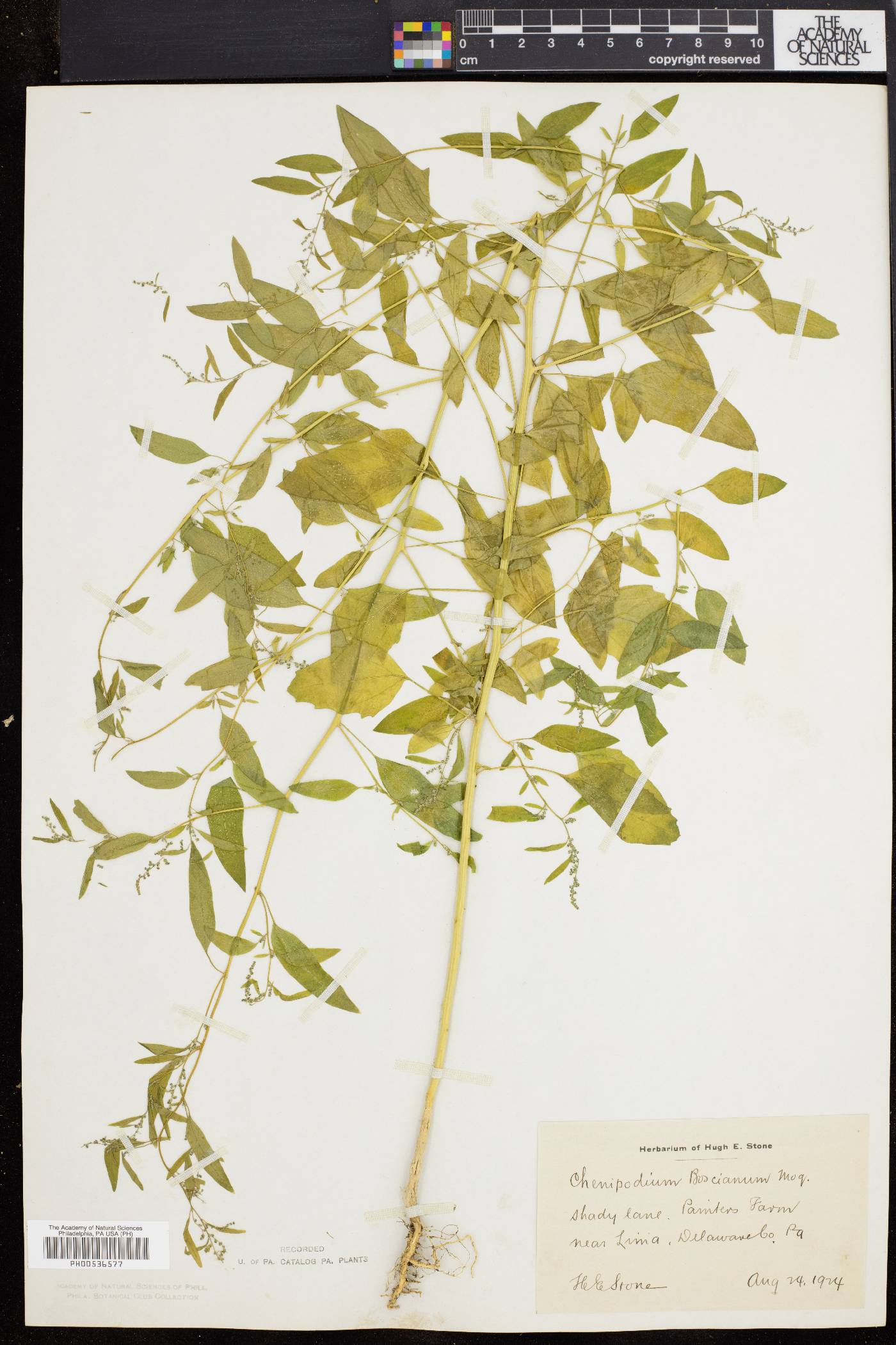 Chenopodium boscianum image