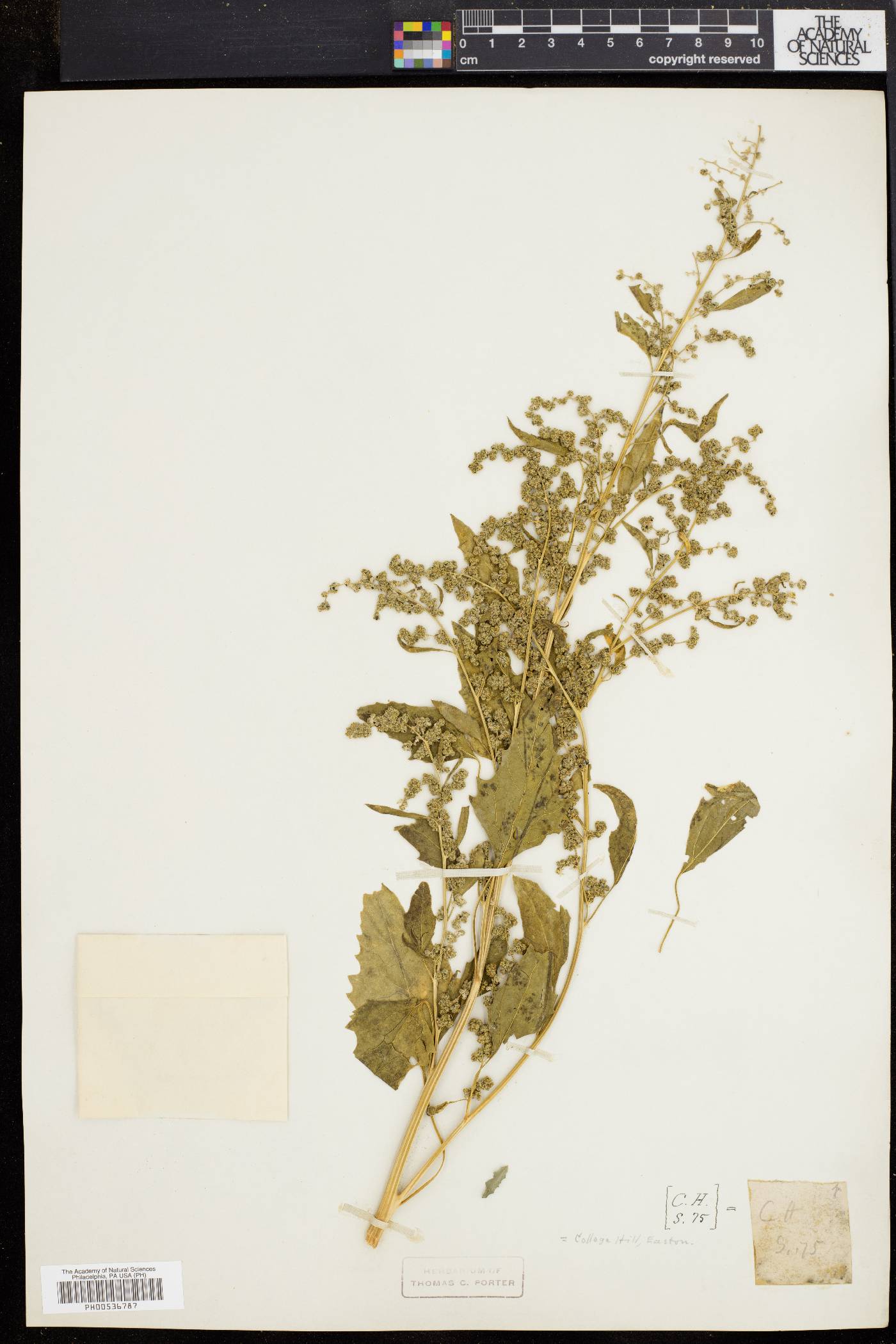 Chenopodium bushianum image