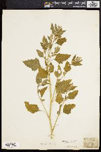 Chenopodium bushianum image