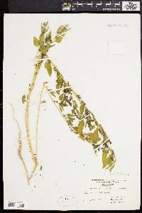 Chenopodium bushianum image