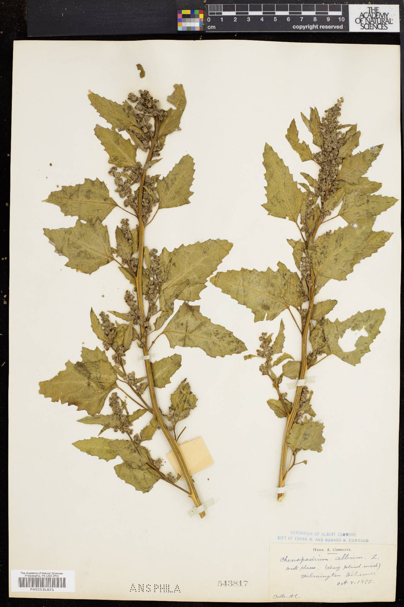 Chenopodium bushianum image