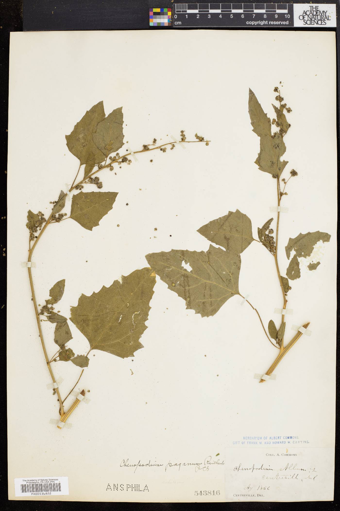 Chenopodium bushianum image