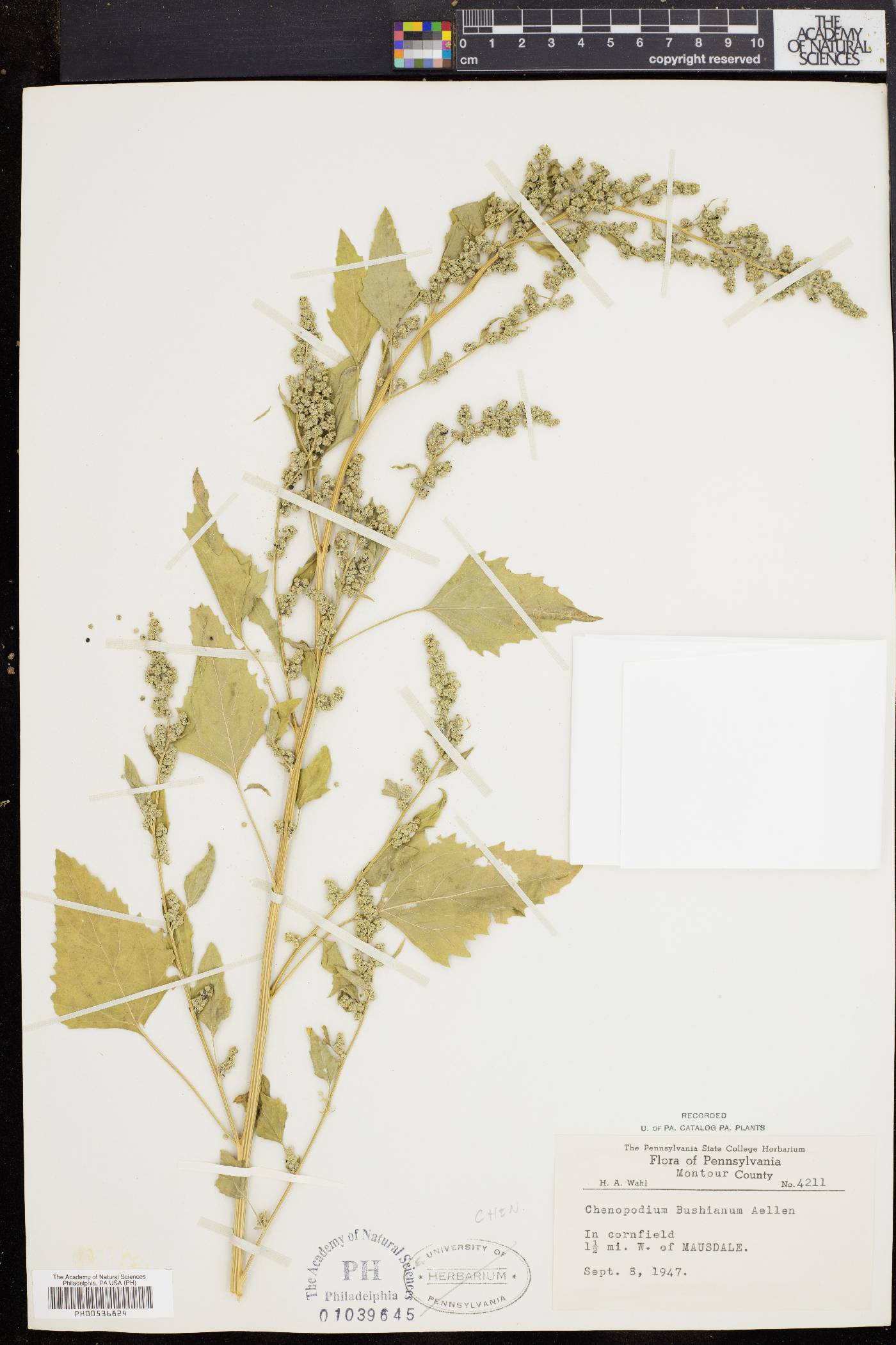 Chenopodium bushianum image