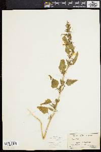 Chenopodium bushianum image