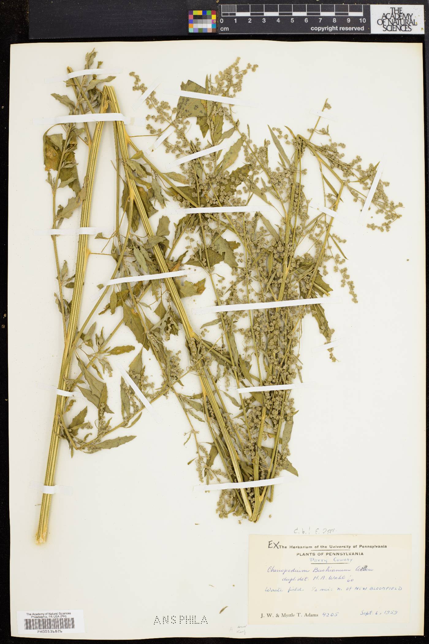 Chenopodium bushianum image