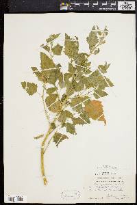 Chenopodium bushianum image