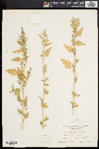 Chenopodium bushianum image