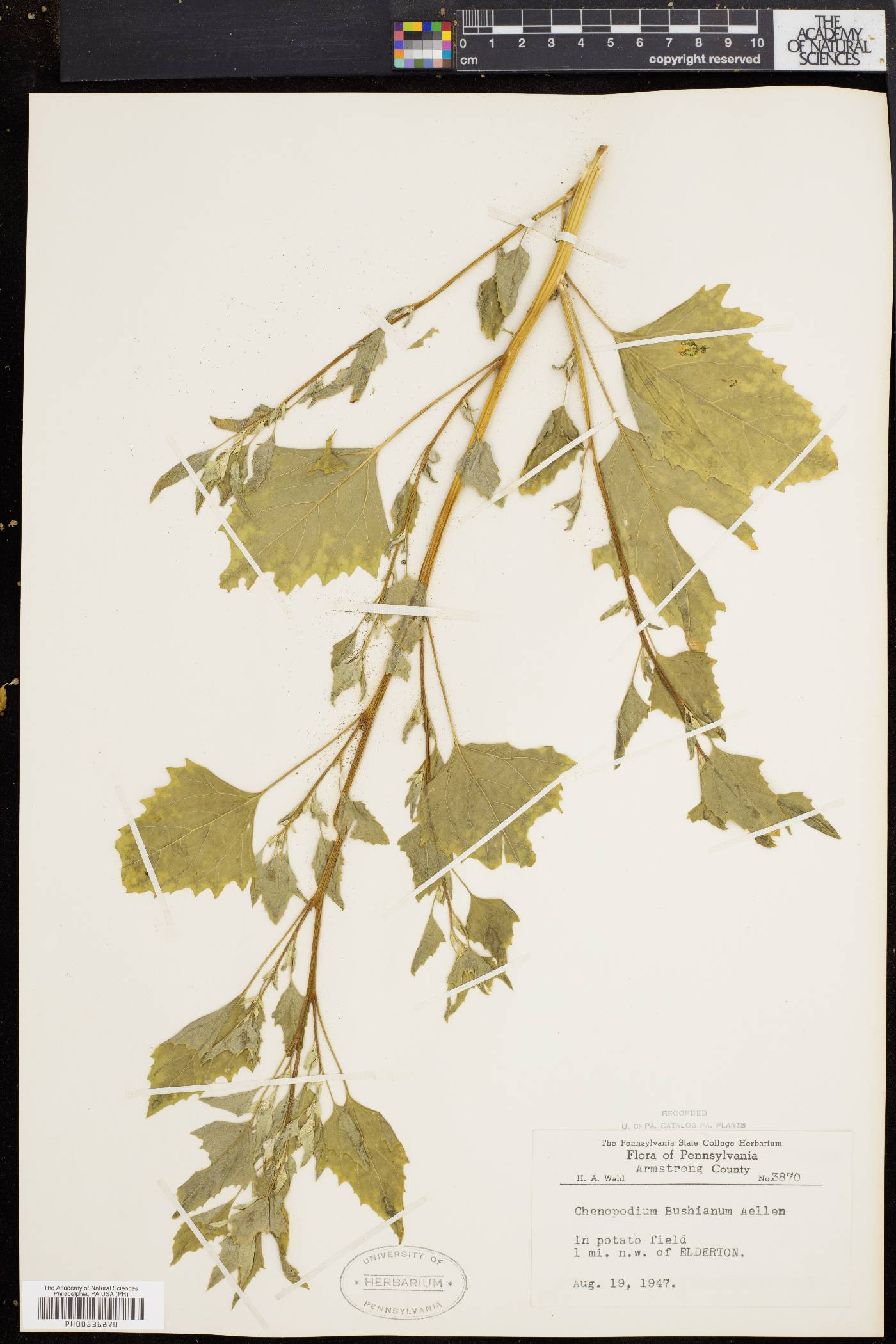 Chenopodium bushianum image