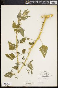 Chenopodium bushianum image