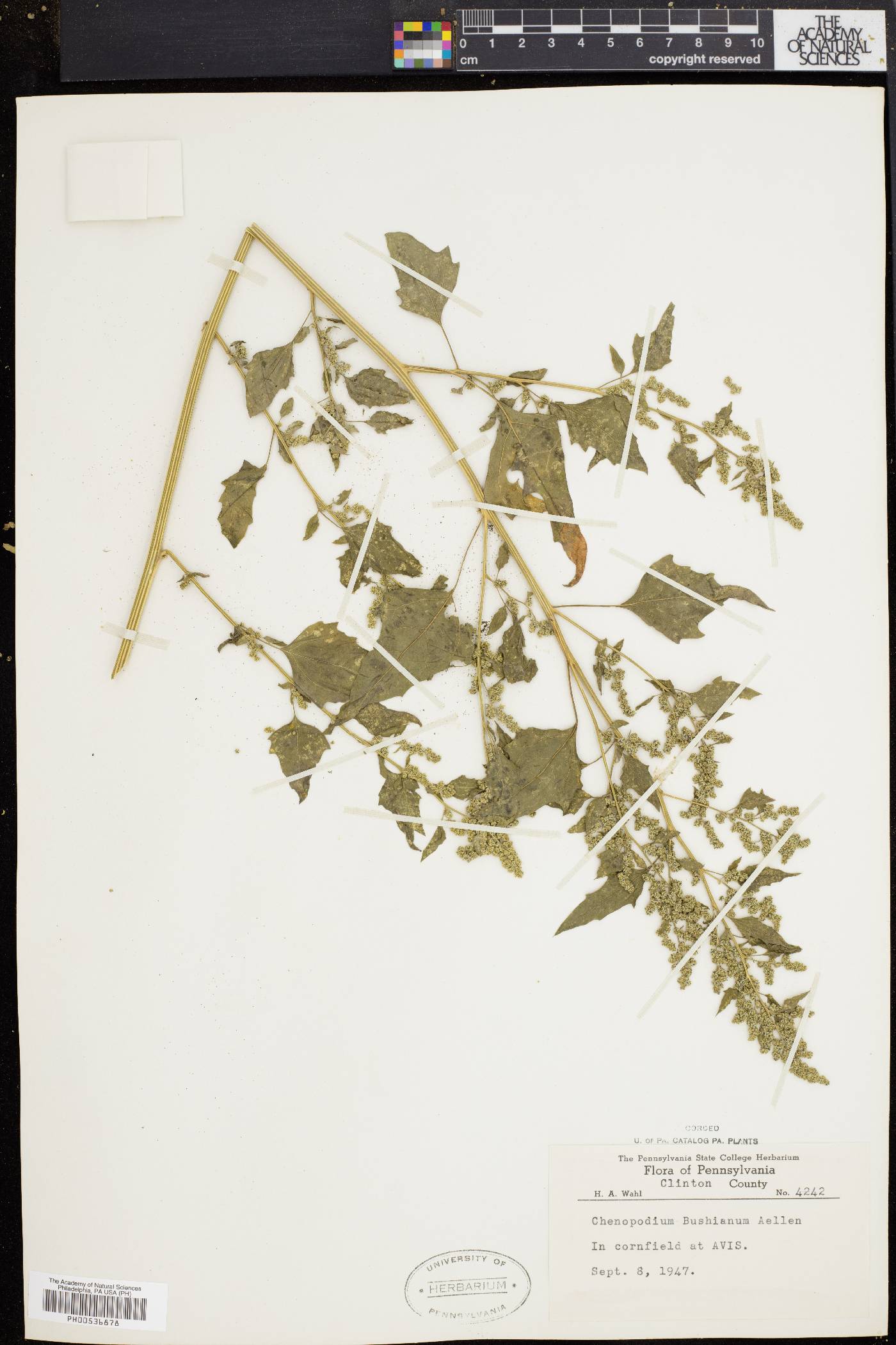 Chenopodium bushianum image