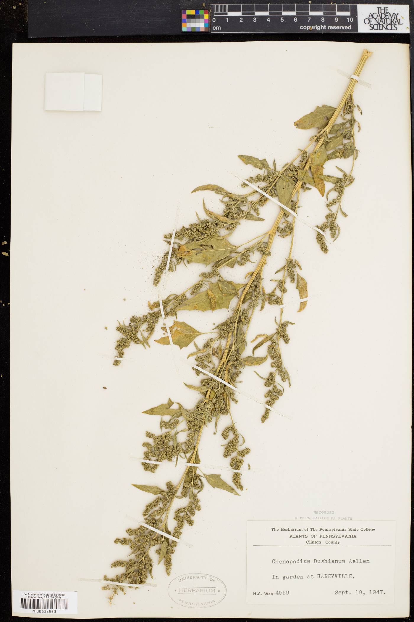 Chenopodium bushianum image