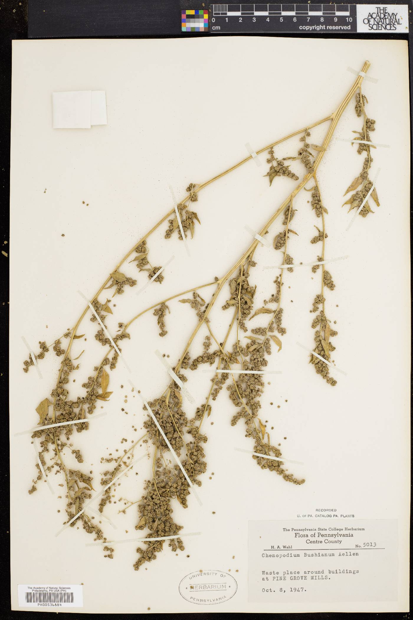 Chenopodium bushianum image