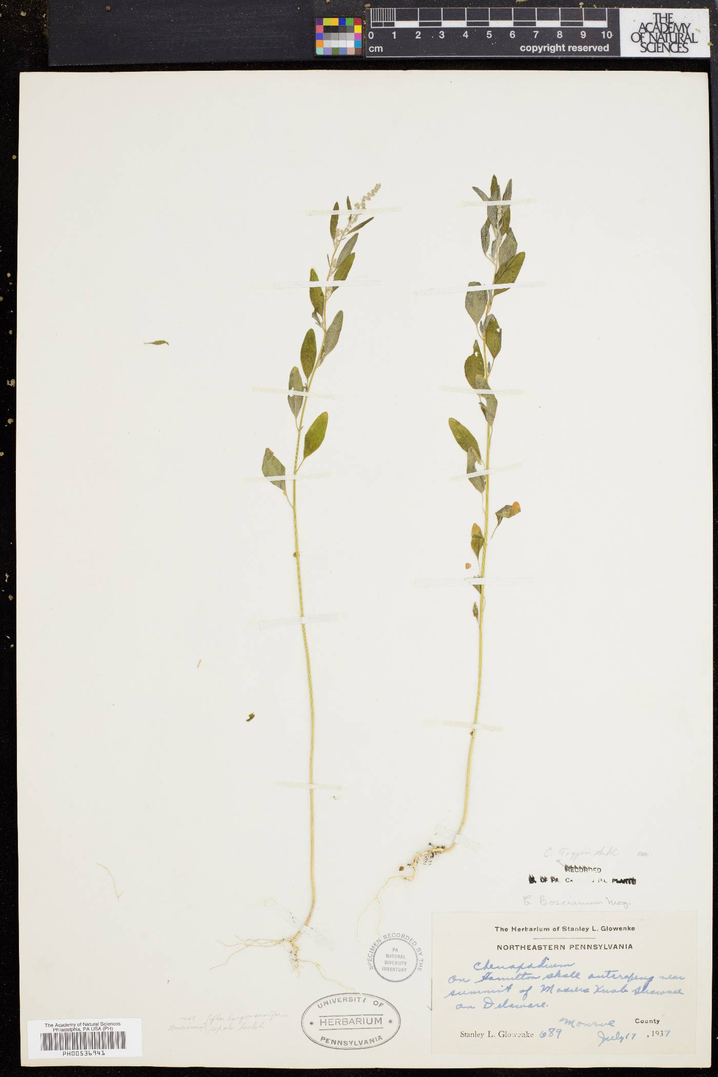 Chenopodium foggii image