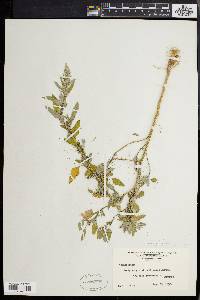 Chenopodium album var. missouriense image