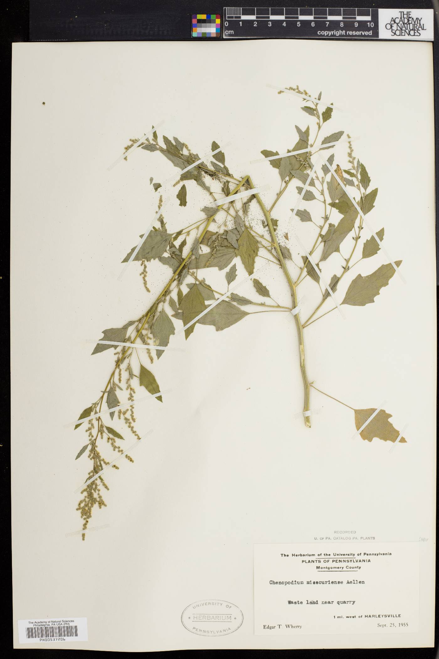 Chenopodium album var. missouriense image