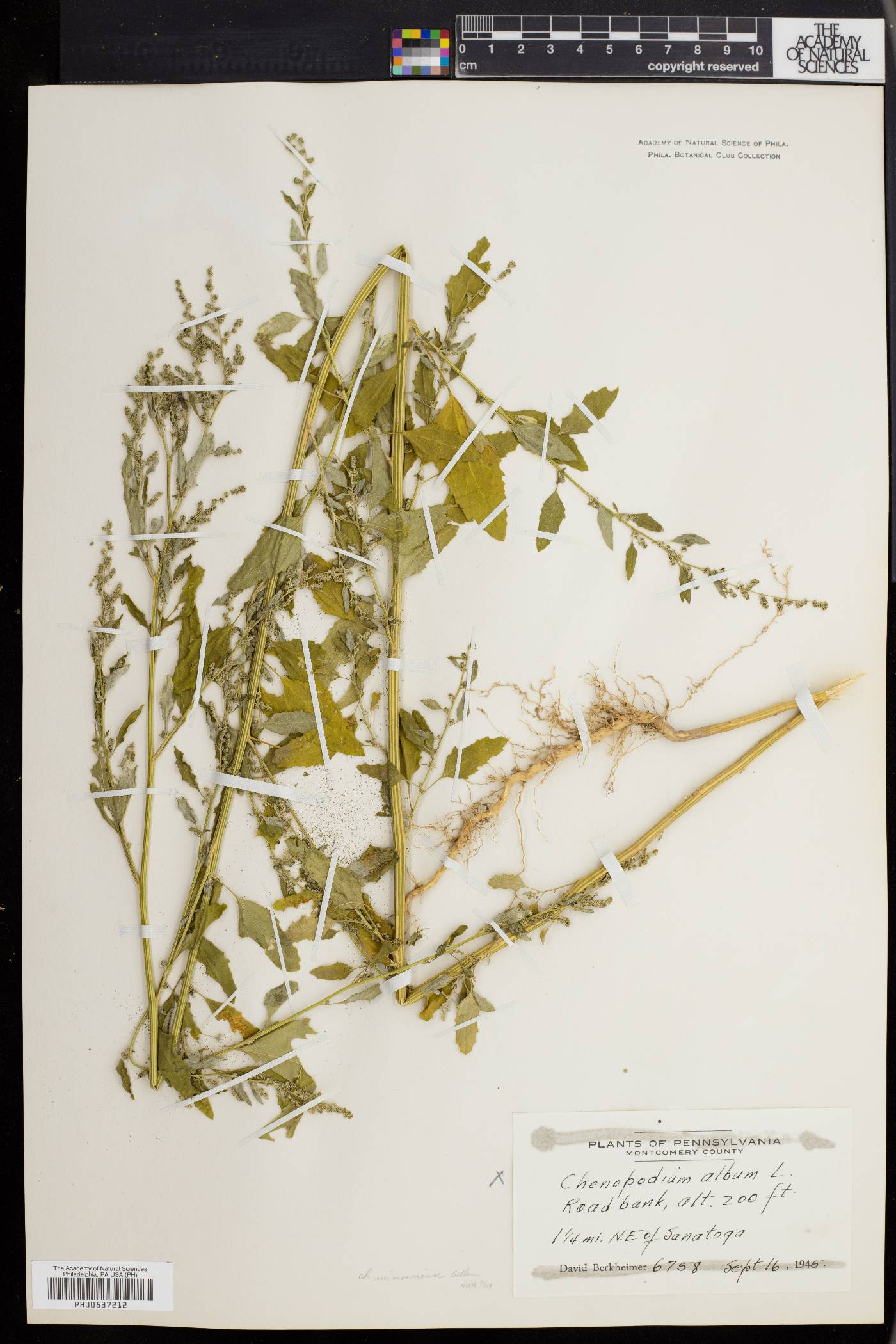 Chenopodium album var. missouriense image