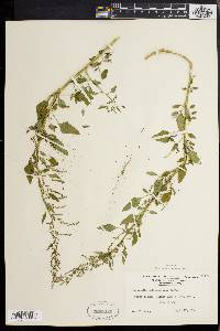 Chenopodium album var. missouriense image