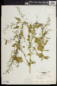 Chenopodium album var. missouriense image