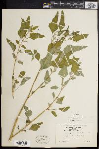 Chenopodium album var. missouriense image