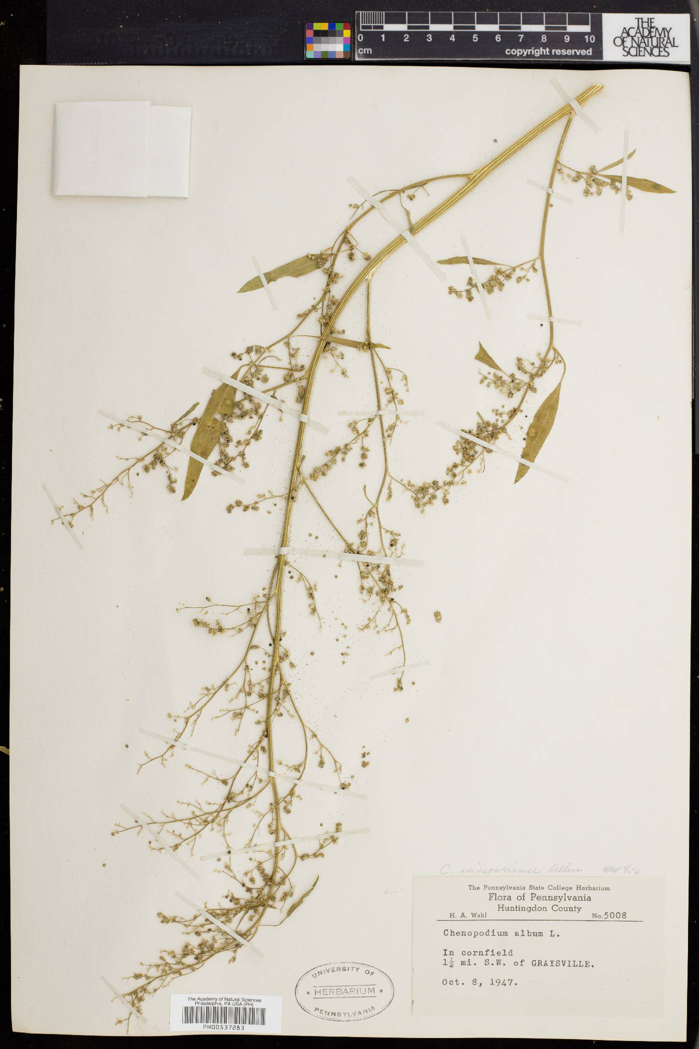 Chenopodium album var. missouriense image