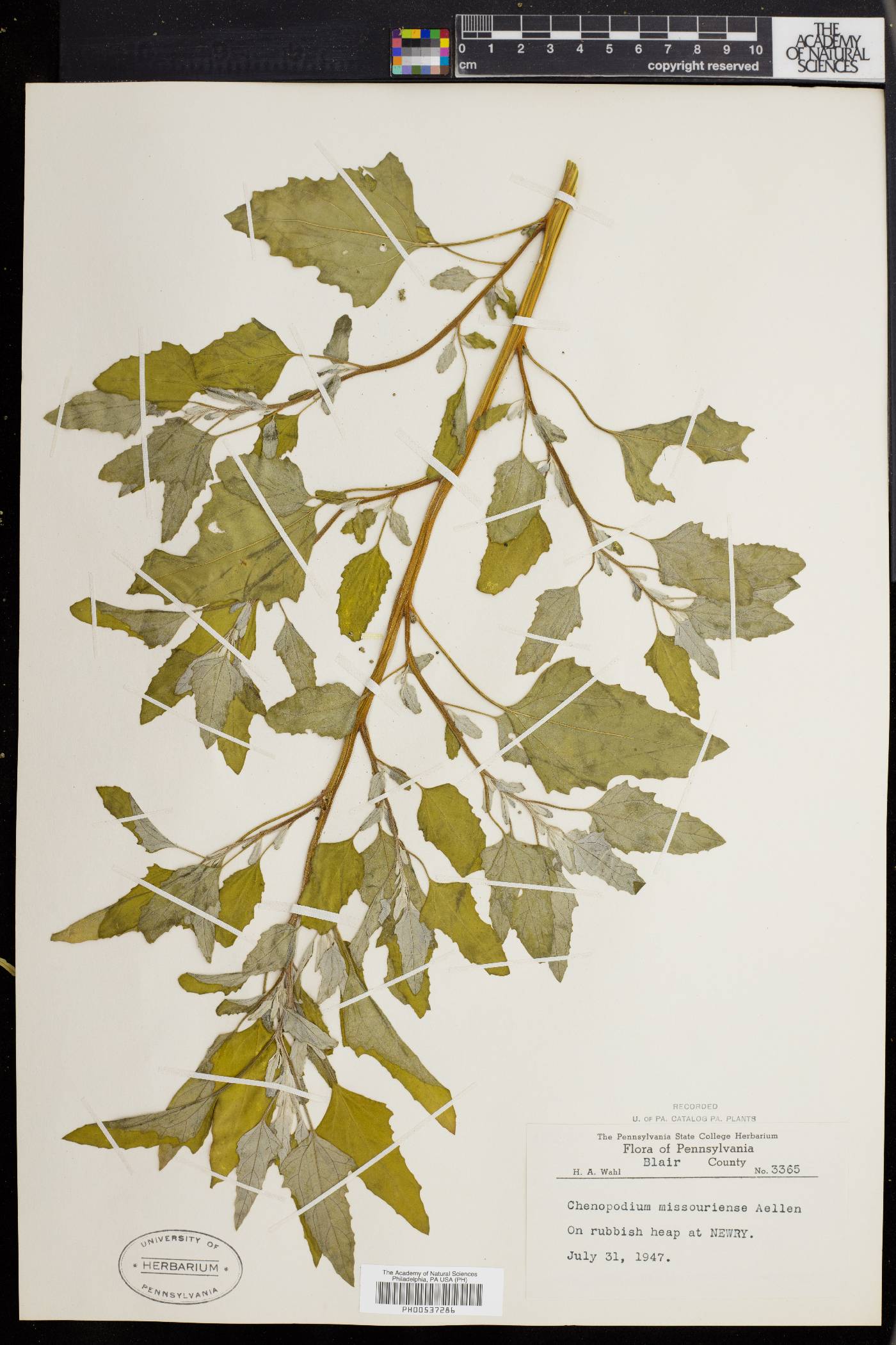 Chenopodium album var. missouriense image