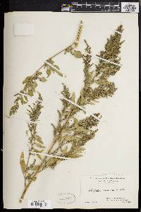 Chenopodium album var. missouriense image