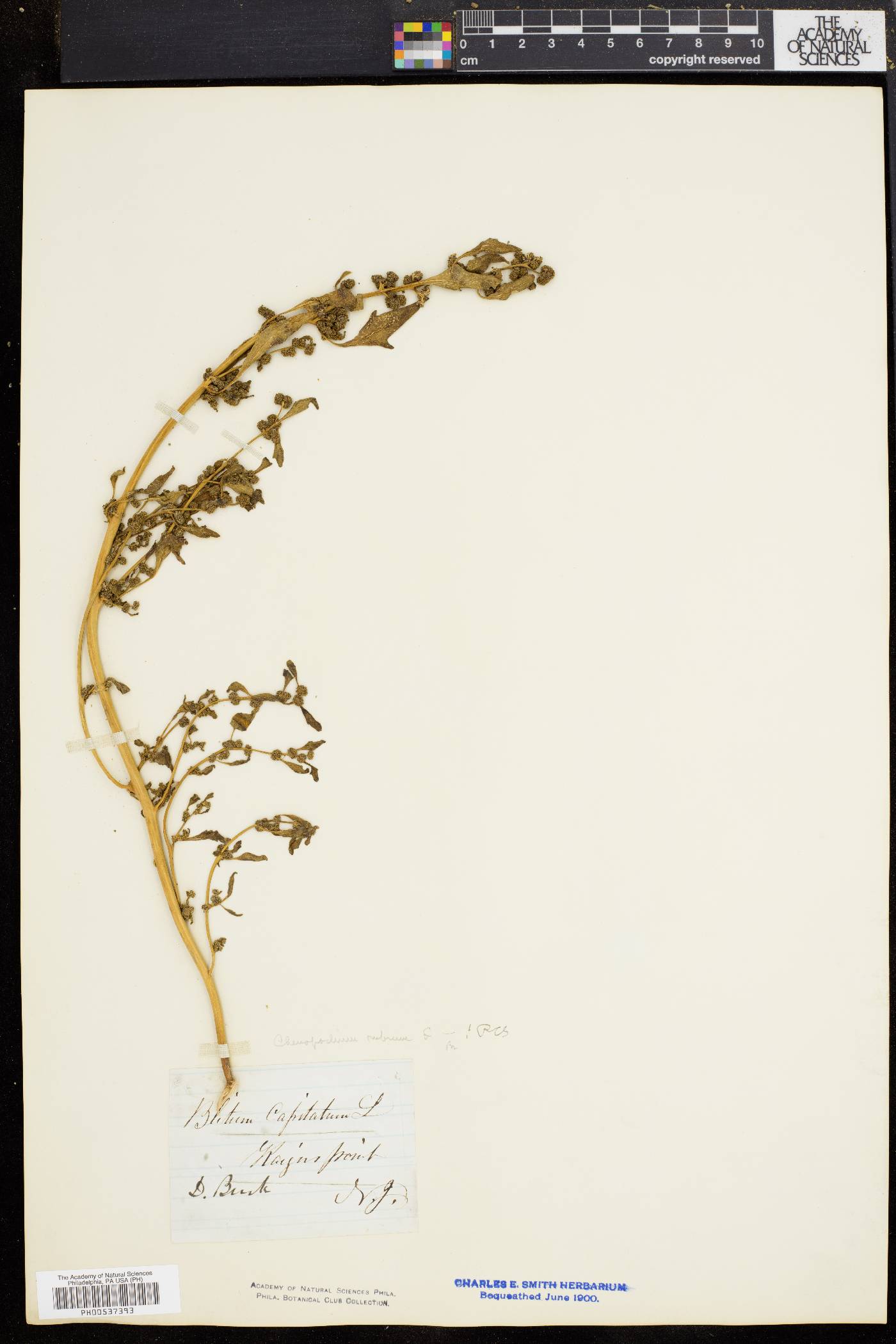 Oxybasis rubra image