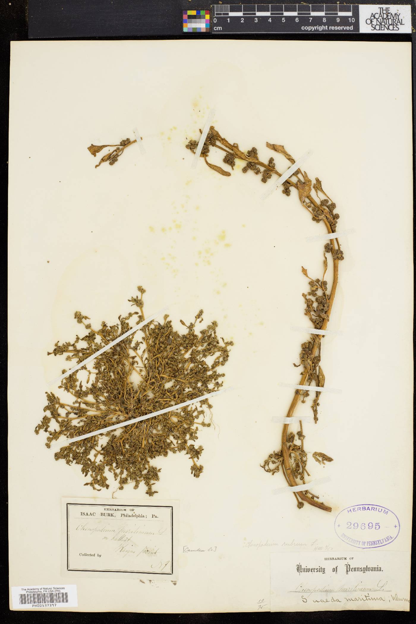 Oxybasis rubra image