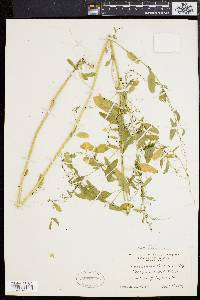 Chenopodium boscianum image