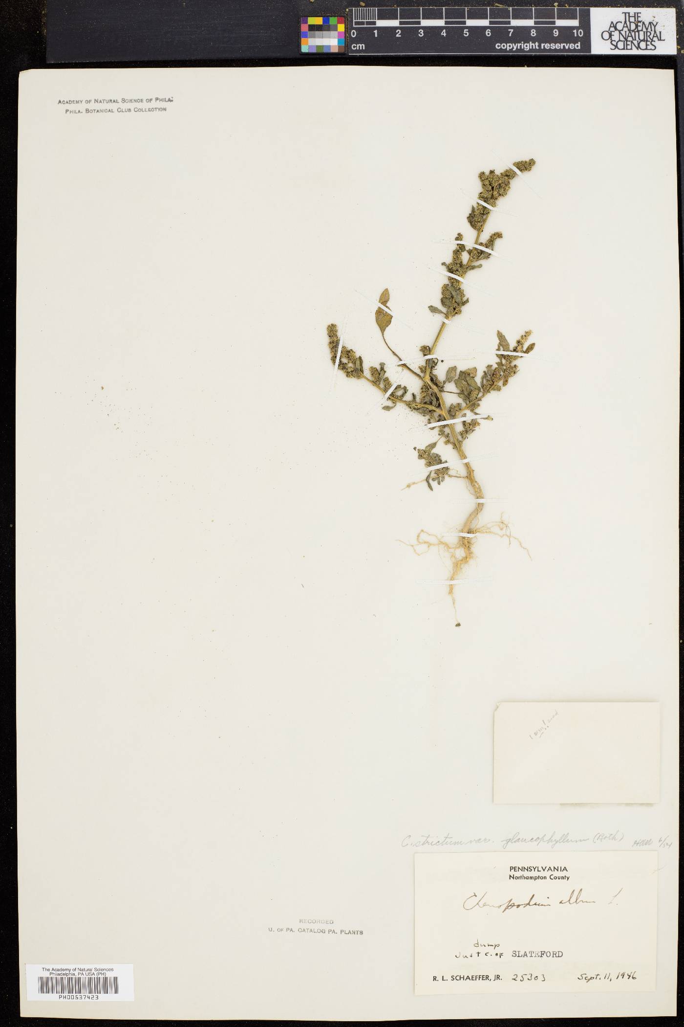 Chenopodium strictum image