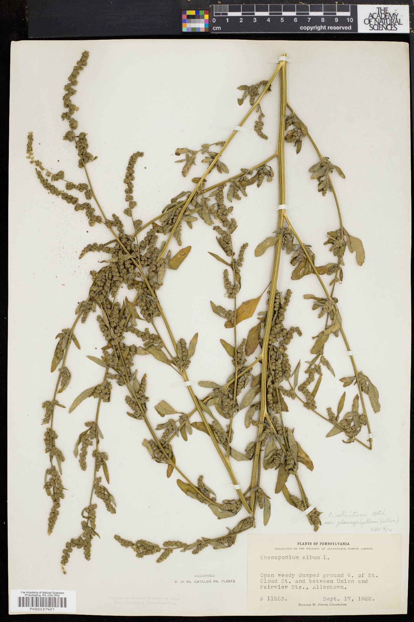 Chenopodium strictum image