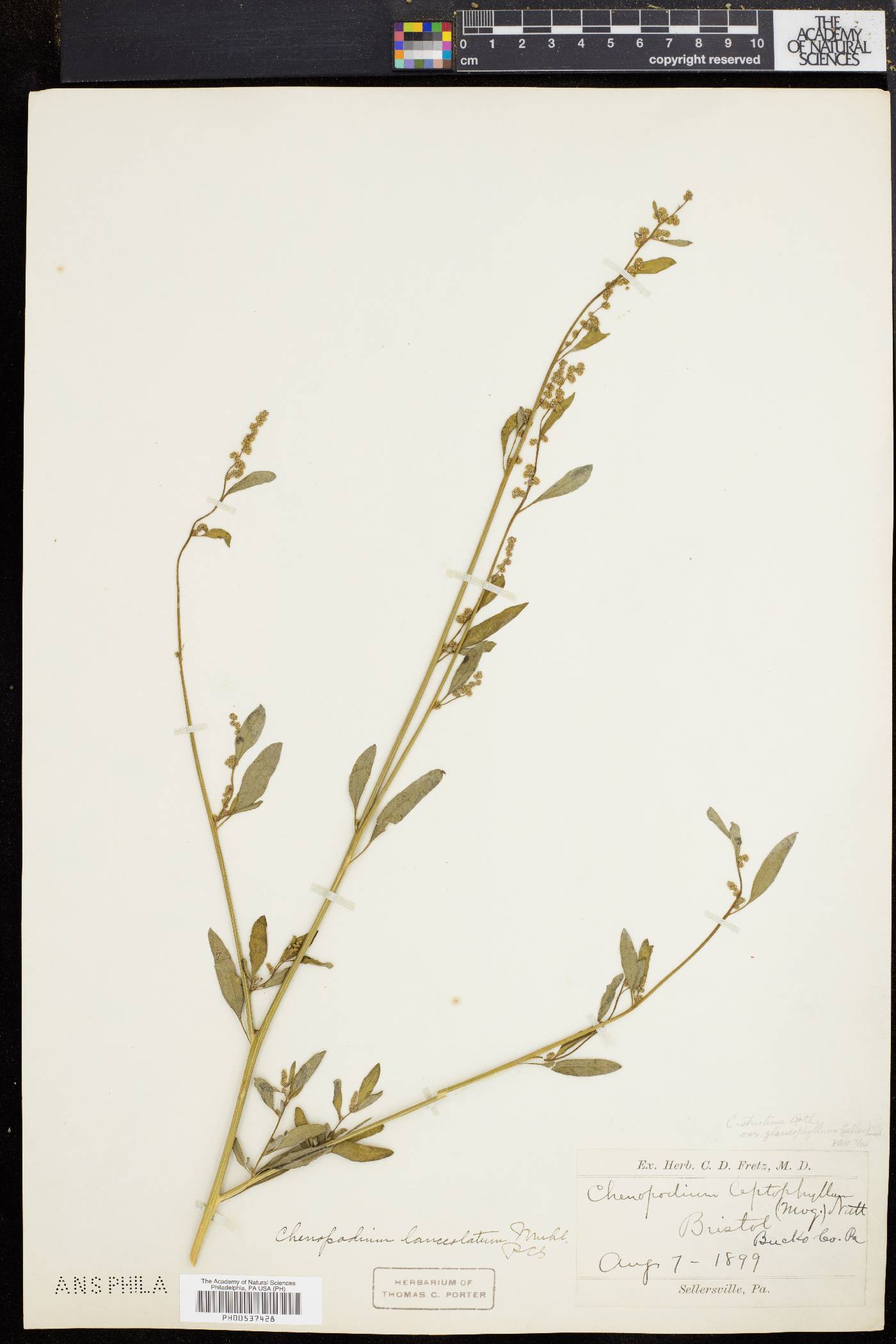 Chenopodium strictum image