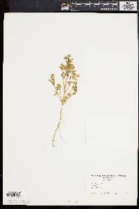 Chenopodium strictum image