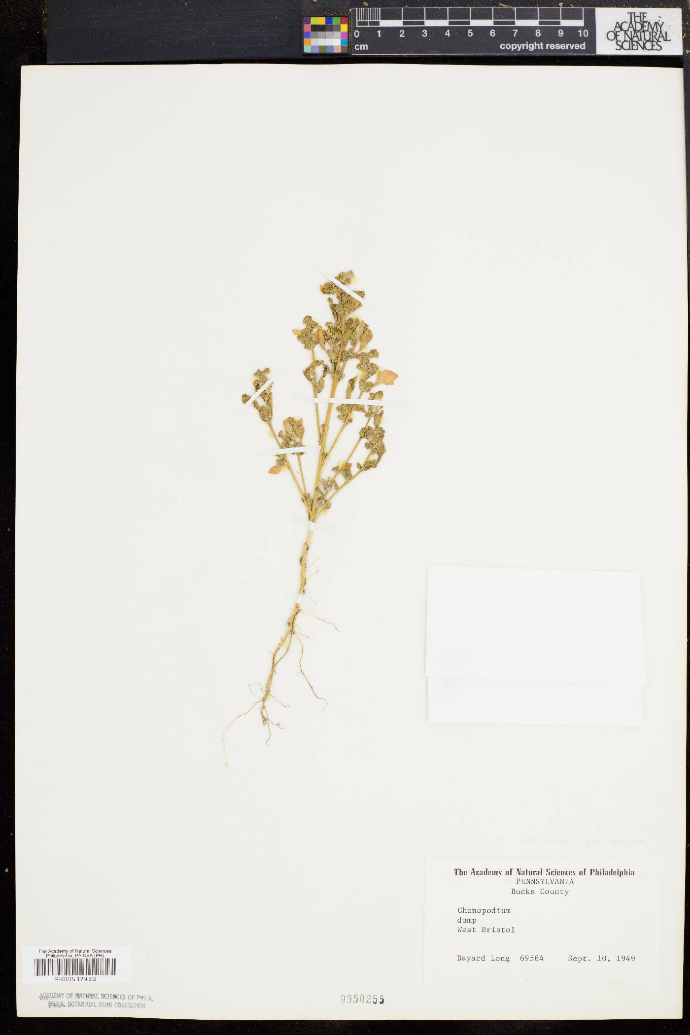 Chenopodium strictum image