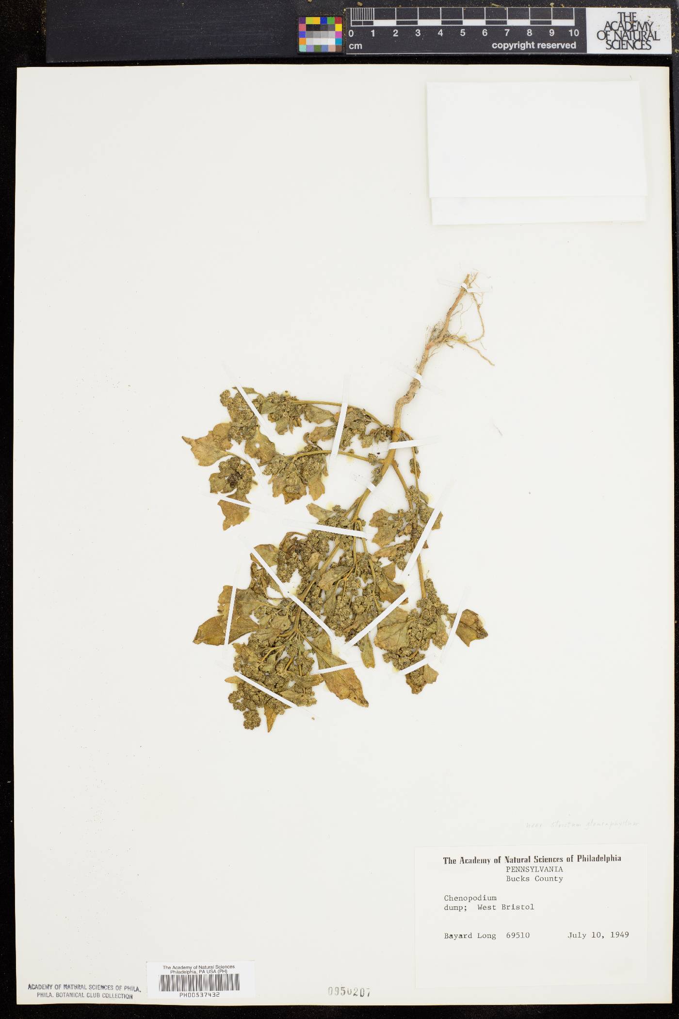 Chenopodium strictum image