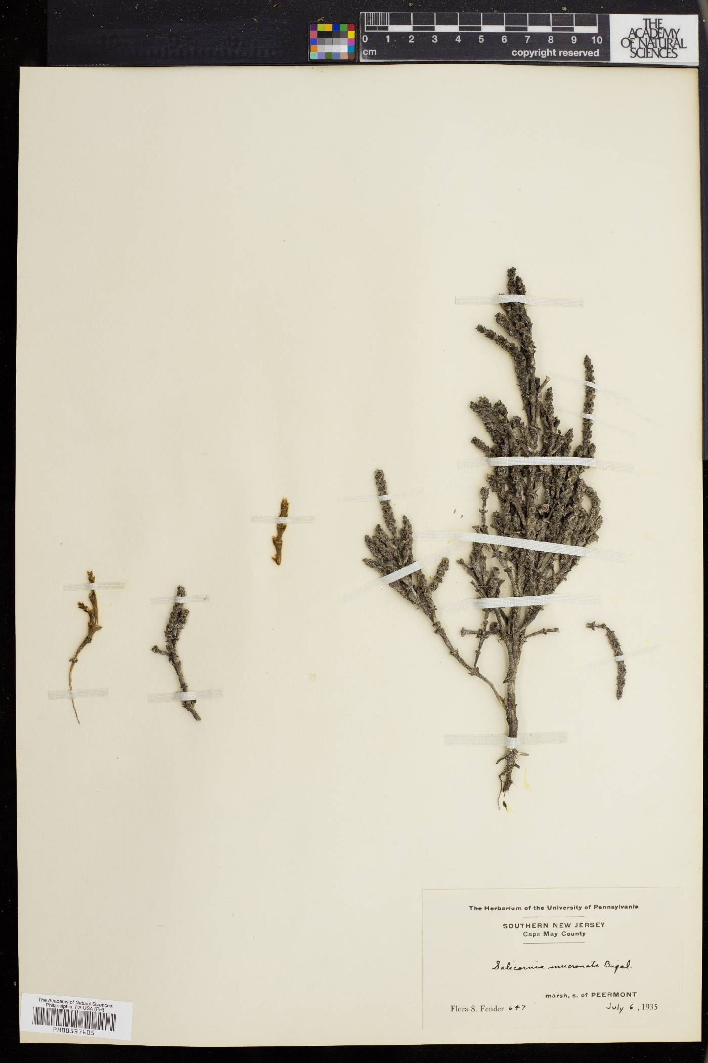 Salicornia bigelovii image
