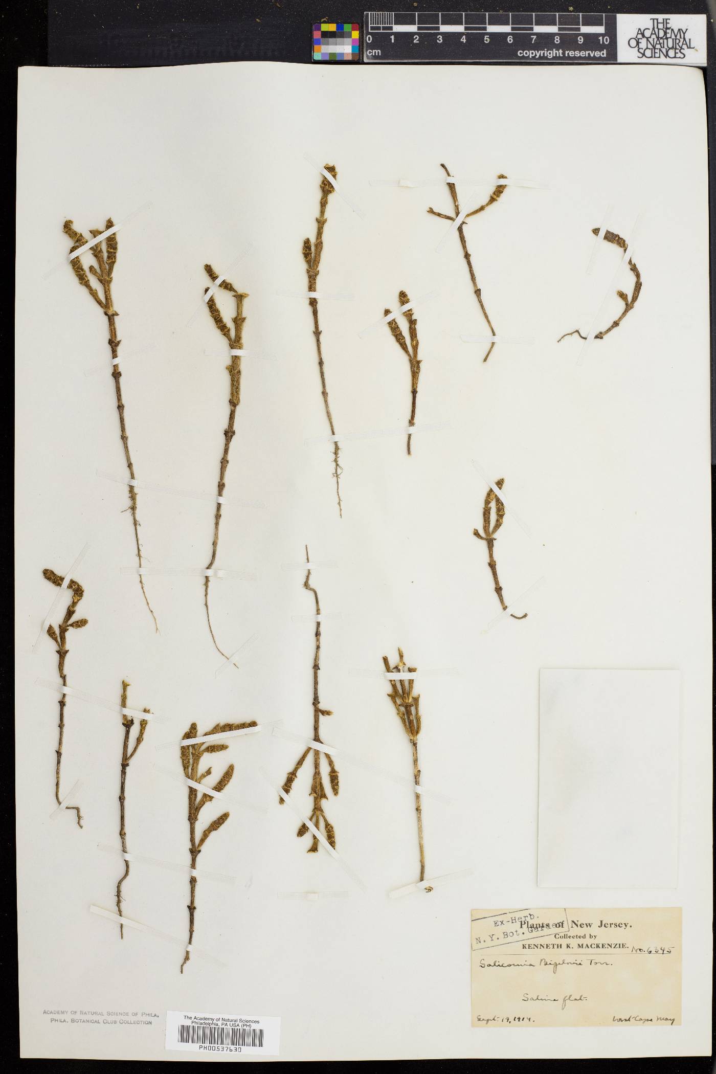 Salicornia bigelovii image
