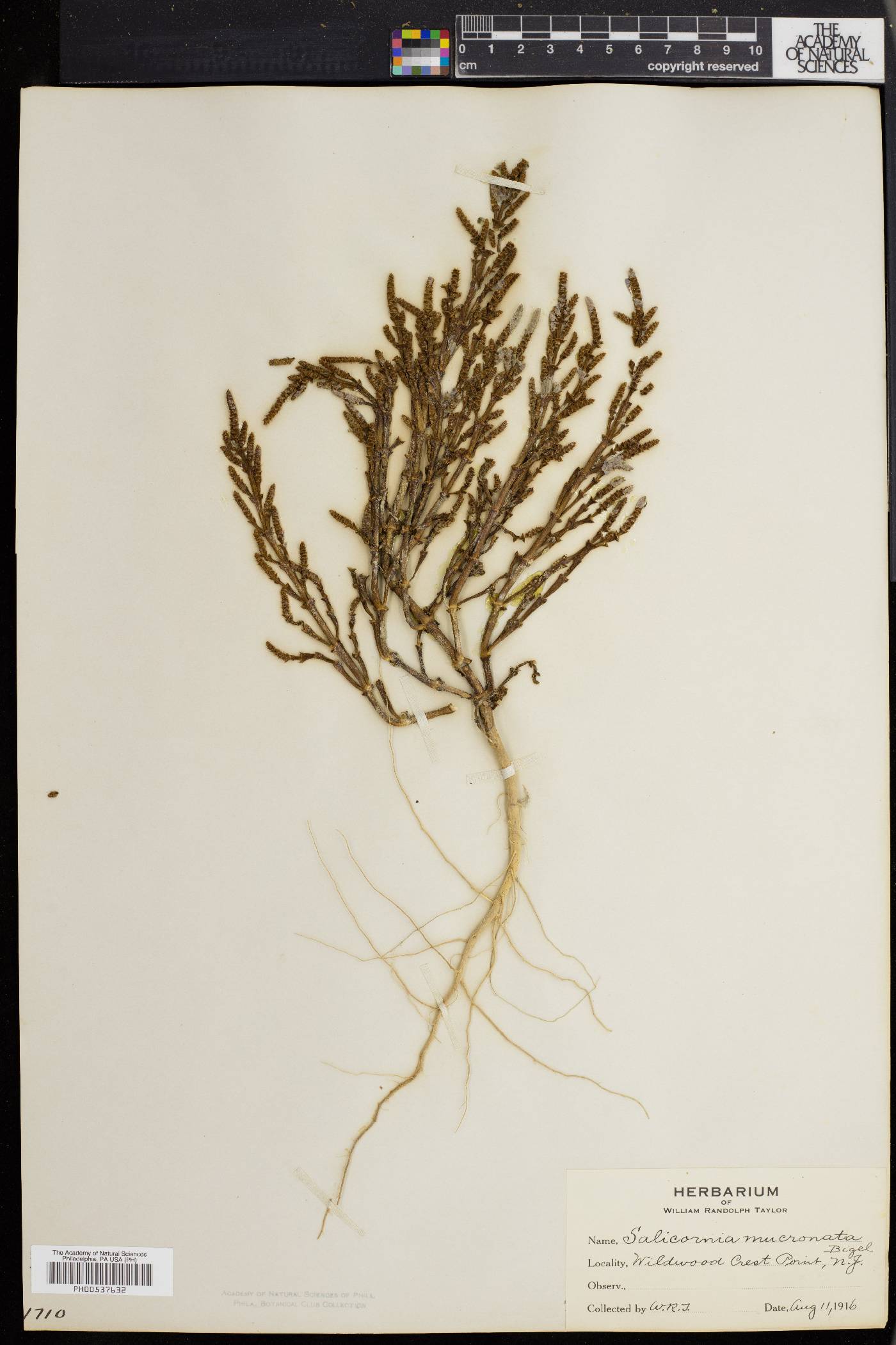 Salicornia bigelovii image