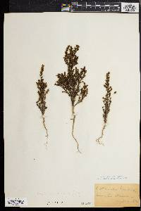 Salicornia bigelovii image