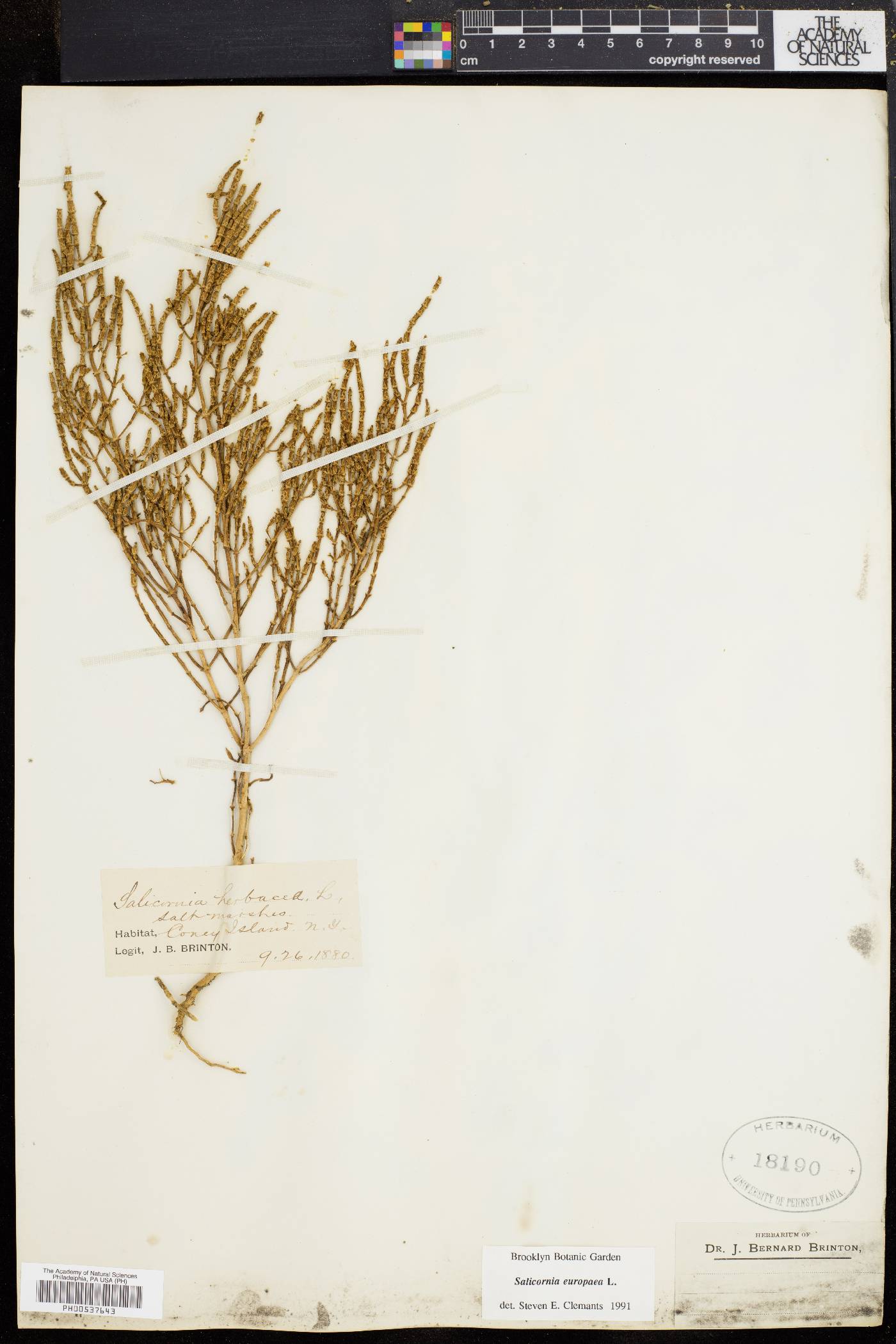 Salicornia europaea image
